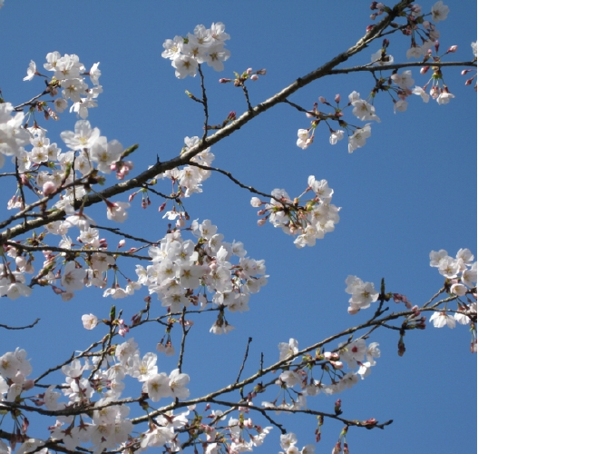 sakura_up.jpg